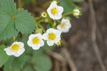 White delicate fragile flower of strawberry. Summer and spring concept, copy space