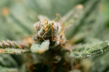 Macro trichomes of cannabis. Pot green flower.