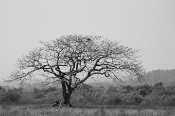 Lonely tree in the foggy field