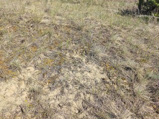 Deliblato european desert sandy terrain landscape Banat Serbia