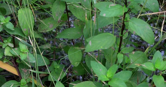 Wild mint and stream-side grasses growing alongside a gently flowing stream shining  in the background.