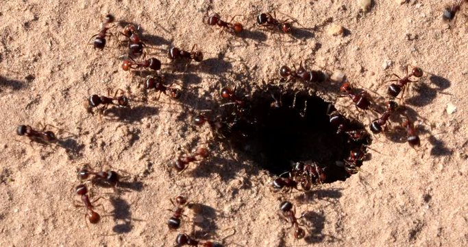 Medium shot of an underground red ant colony showing worker ants bringing supplies and removing waste in obviously well used travel routes.