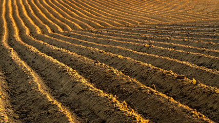 Rolnictwo- zaorane pole w promieniach zachodzącego słońca