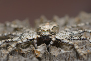 A large flat spider had masked itself on the wooden surface. Close up, copy space, selective focus.