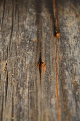 Dark wood texture background surface with old natural pattern