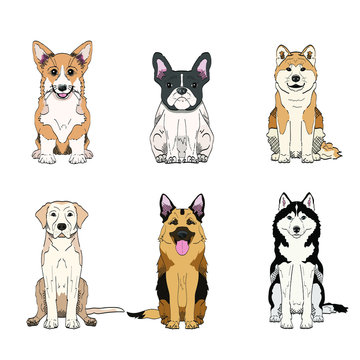 Set of vector hand drawn dog breeds: corgi, husky, labrador retriever, german shepherd, akita inu and french bulldog. Cute illustrations isolated on white background