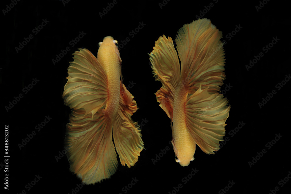 Wall mural the movement pattern of the yellow thai fighting fish on a black background - Wall murals