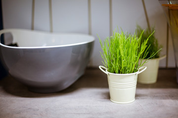 Potted grass decor in the kitchen