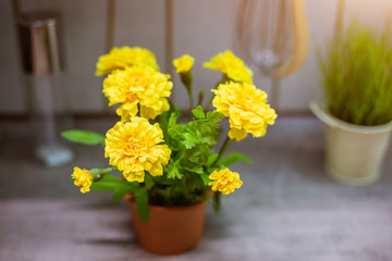 Yellow flower in a pot blooms in the kitchen