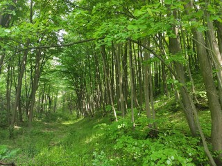 Deliblato Serbia dense forest springtime landscape