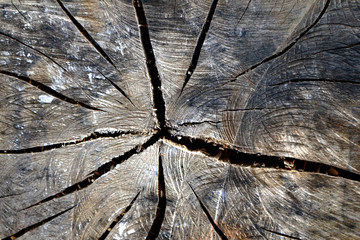 Close up photo of a big wooden log