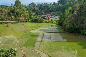 Fototapeta na wymiar Paddy fields on Samosir island. The volcanic island within the Lake Toba in North Sumatra province, is mainly cultivated by rice cultivation and livestock breeding