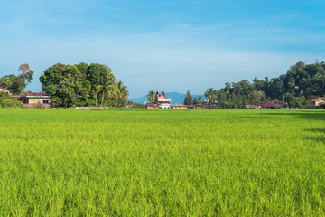 Fototapeta na wymiar Rice field in the village TukTuk Siadong. Rice cultivation on Samosir island is one of the main sources of food for the Batak people of Lake Toba on Sumatra