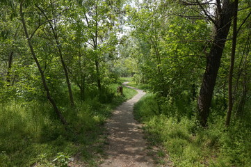 Fototapeta premium Narrow path in the spring forest.