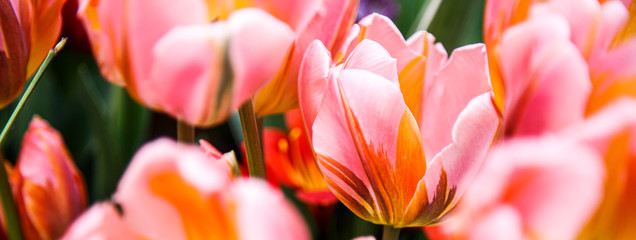 Background of pink spring tulips close up