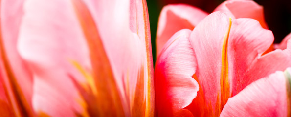 Wide background of pink spring tulips close up
