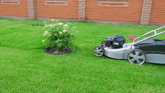 A woman mows green grass around a bush with a lawn mower. Side view