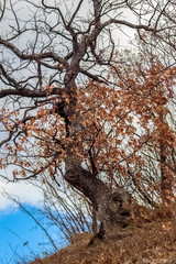 An old tree with an interesting log in the mountain.
