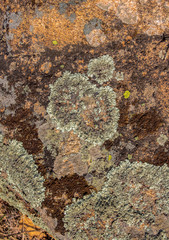 Nature as texture. Different types of moss on a stone like a human head with a hat.