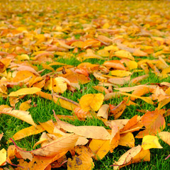 Yellow Autumn landscape, Fall leaves in an autumn background of New Zealand 