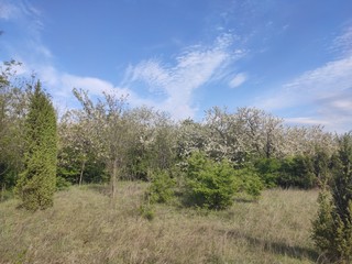 Deliblato european desert sandy terrain landscape Banat Serbia