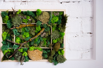 Cladonia  Rangiferina moss background. Green stabilized moss,lichen. 
Reindeer moss wall, a green wall decoration made of reindeer lichen.
