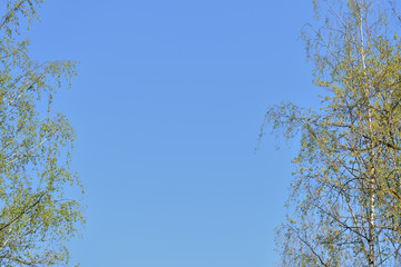 Crowns of trees covered with fresh young foliage against a blue sky on a sunny spring day. Natural background