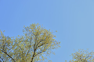 Crowns of trees covered with fresh young foliage against a blue sky on a sunny spring day. Natural background