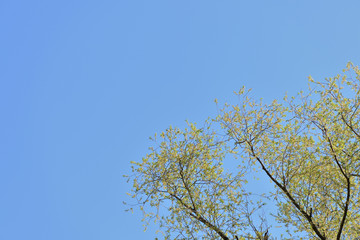 Crowns of trees covered with fresh young foliage against a blue sky on a sunny spring day. Natural...