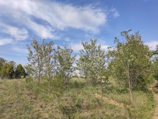 Deliblato european desert sandy terrain landscape Banat Serbia