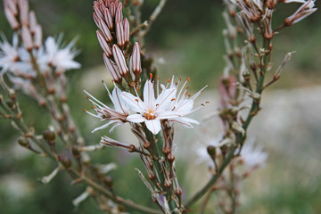 Summer asphodel flower, which is a wild plant growing from South Europe to North Africa
