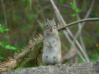 squirrel on the ground