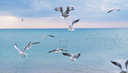 Fototapeta na wymiar Seagulls on the beach.