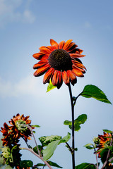 orange flower against blue sky