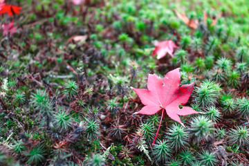 Red maple leaves on green grass