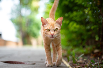 A young cute cat in brown color fur, It's walking with agressive action at local outdoor park. Close-up and selective focus on animal face.