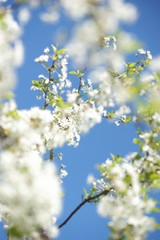White cherry flowers on a sunny spring day