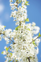 White cherry flowers on a sunny spring day