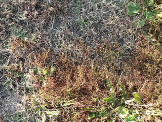 green grass in frost. Grass blades before the onset of winter
