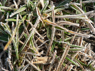green grass in frost. Grass blades before the onset of winter
