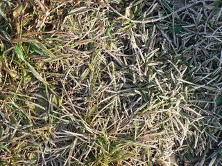 green grass in frost. Grass blades before the onset of winter