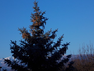 pine tree against blue sky