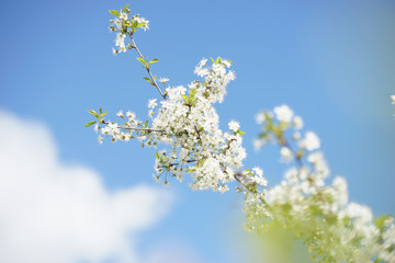 White cherry flowers on a sunny spring day