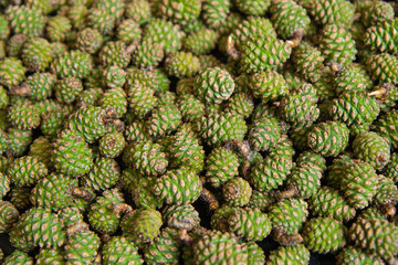 green pine cones on a black background close-up