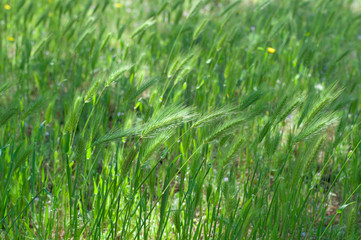 Bright fresh green spikelets in the field, green grass in forest nature. Natural greenery floral background
Harvest of green wheat swaying spikelets