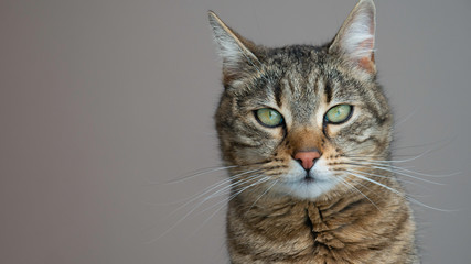 Portrait of a striped cat with green eyes on a gray background. The cat looks straight into the camera. Negative space. Copy space for text.