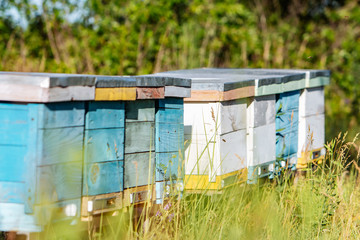 Naklejka premium Hives in an apiary with bees flying to the landing boards. Apiculture