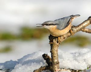 Nuthatch on a stick in the winter snow
