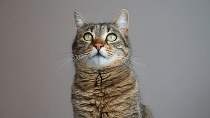 Portrait of a striped cat with green eyes on a gray background. Cat looking up. Copy space for advertising. Negative space.