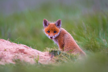 Young red fox babies are playing on the green meadow